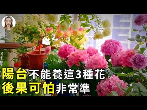 陽台種玫瑰|陽台可以種玫瑰花嗎？陽台種植玫瑰花的完整指南 